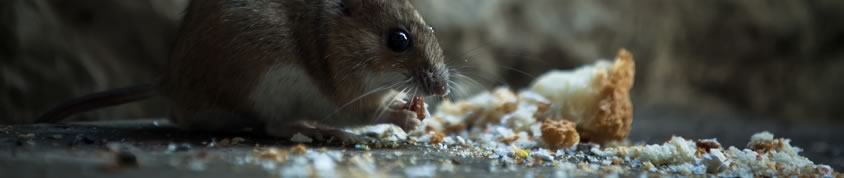 pest_control